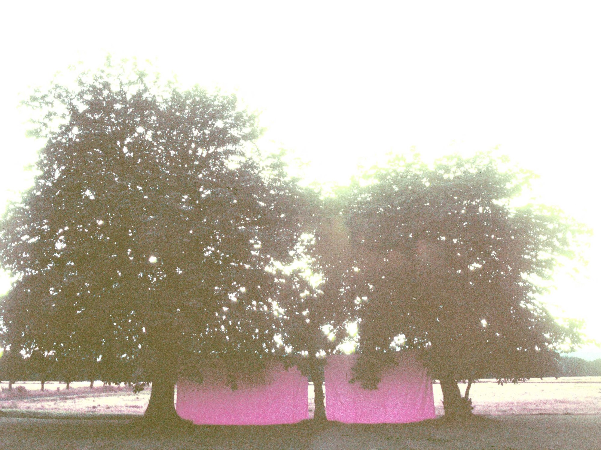 'Energy Field' 1998- 2002 by artist Wendy Hardie. Two walls of pink fabric drawn tight between 3 Chestnut trees. Sited on the farm Hardie grew up on these trees were planted by her grandfather and his two brothers.