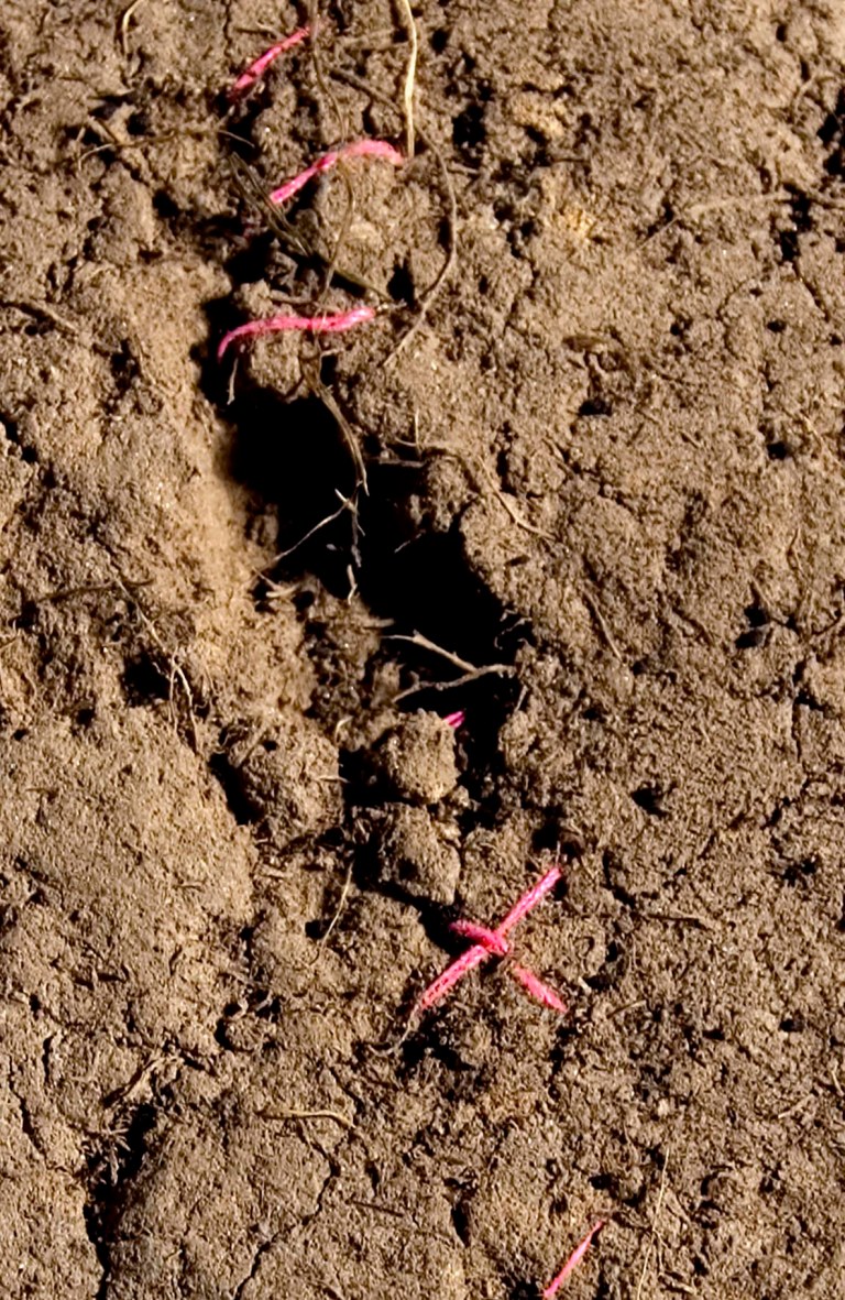 'Suture 2001' Artwork of pink thread stitched into clay soil by Wendy Hardie